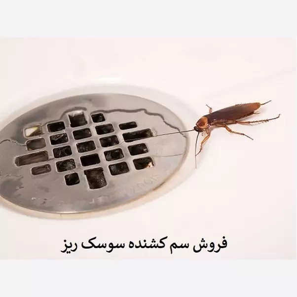 سم یک لیتری سوسک کش ریز و درشت ریپلزال بدون بو ، ارسال رایگان