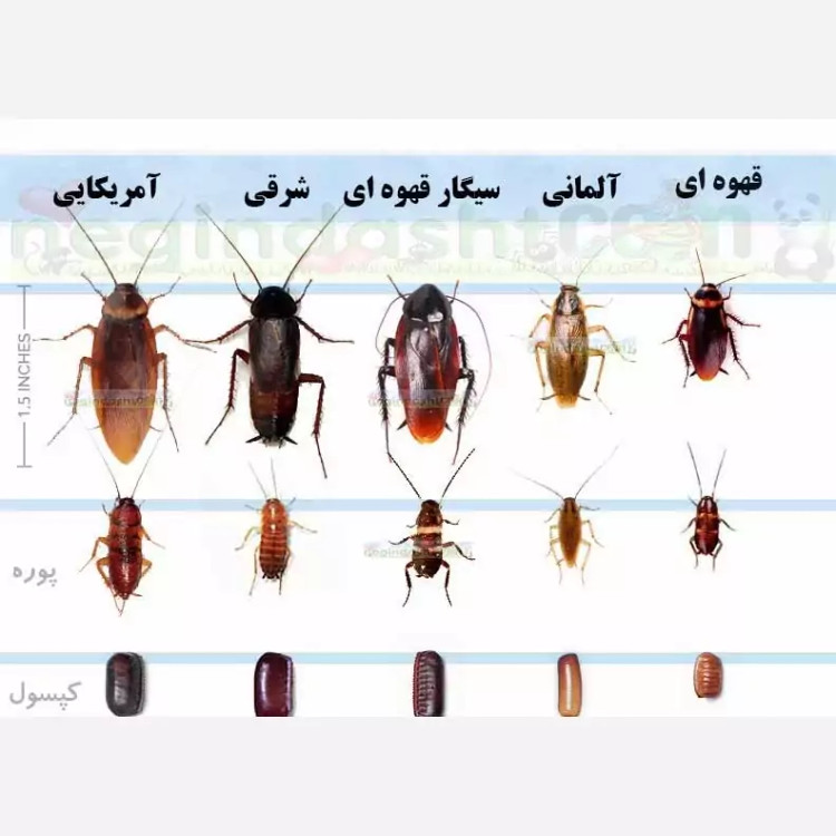 سم یک لیتری سوسک کش ریز و درشت ریپلزال بدون بو ، ارسال رایگان